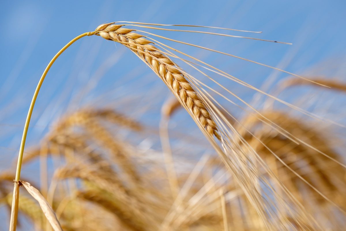 haerzbluet_pasta_korn