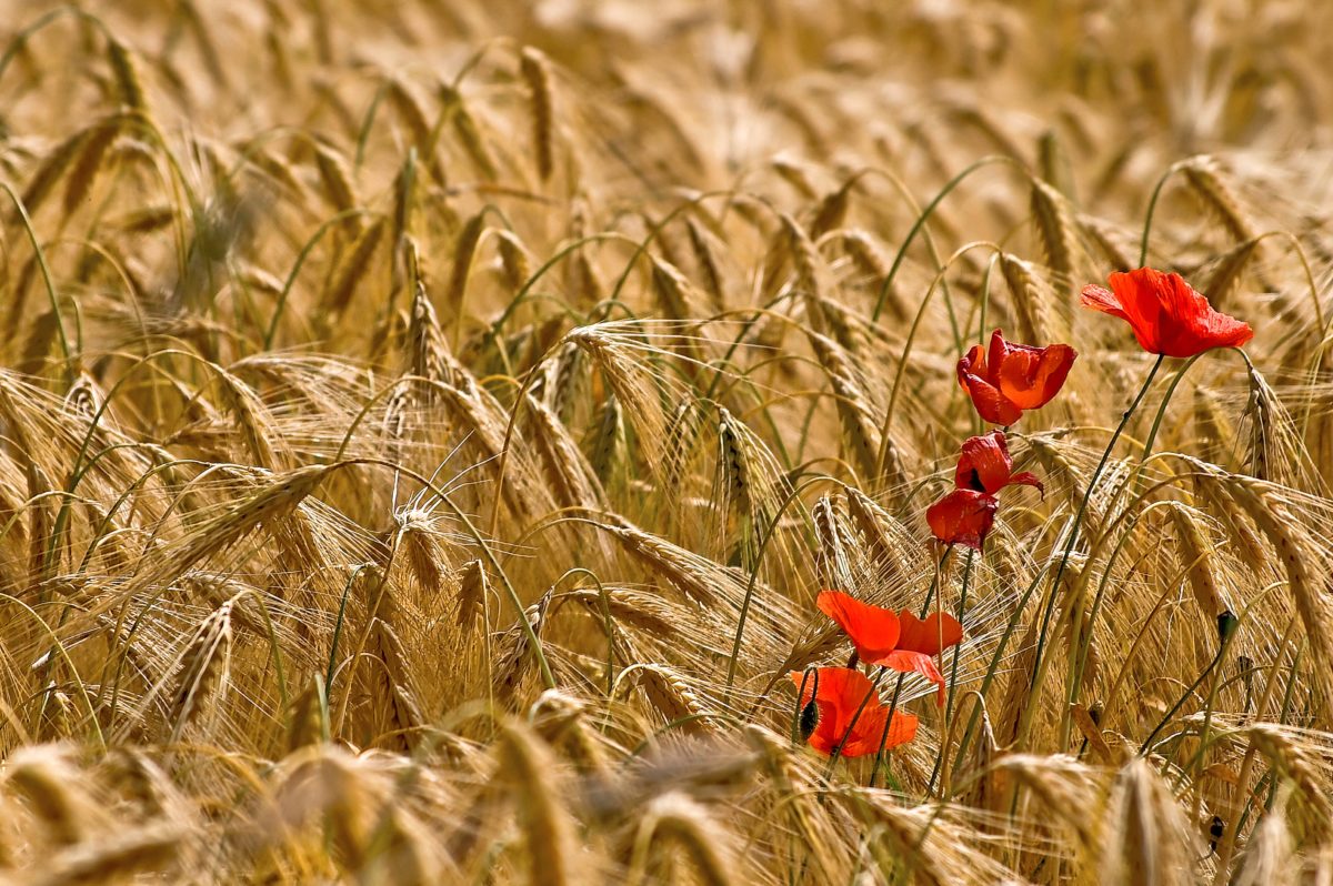 haerzbluet_pasta Kornfeld